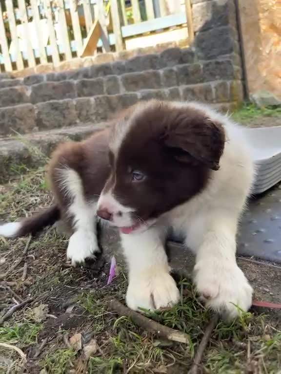 Border Collie dogs for sale: ISDS/KC Border Collie puppies for sale  - Video 1