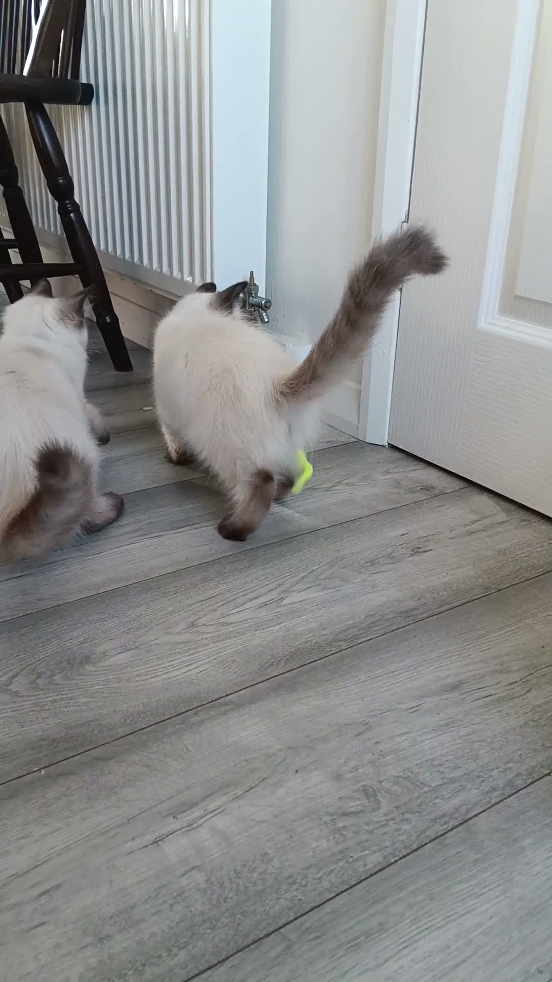 Ragdoll cats for sale: GCCF Registered Ragdoll Kittens  - Video 3