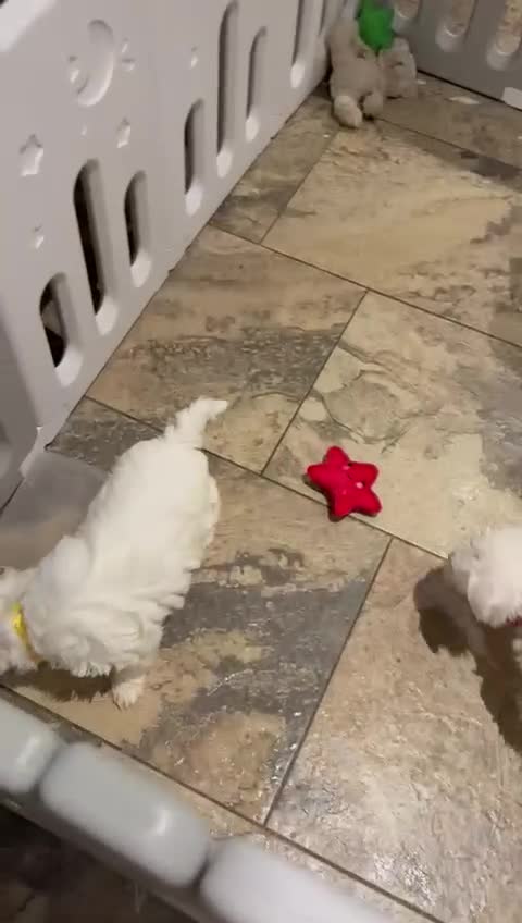 Mixed Breed dogs for sale: Toy Westiepoo Puppies - Non-Shed - Video 1