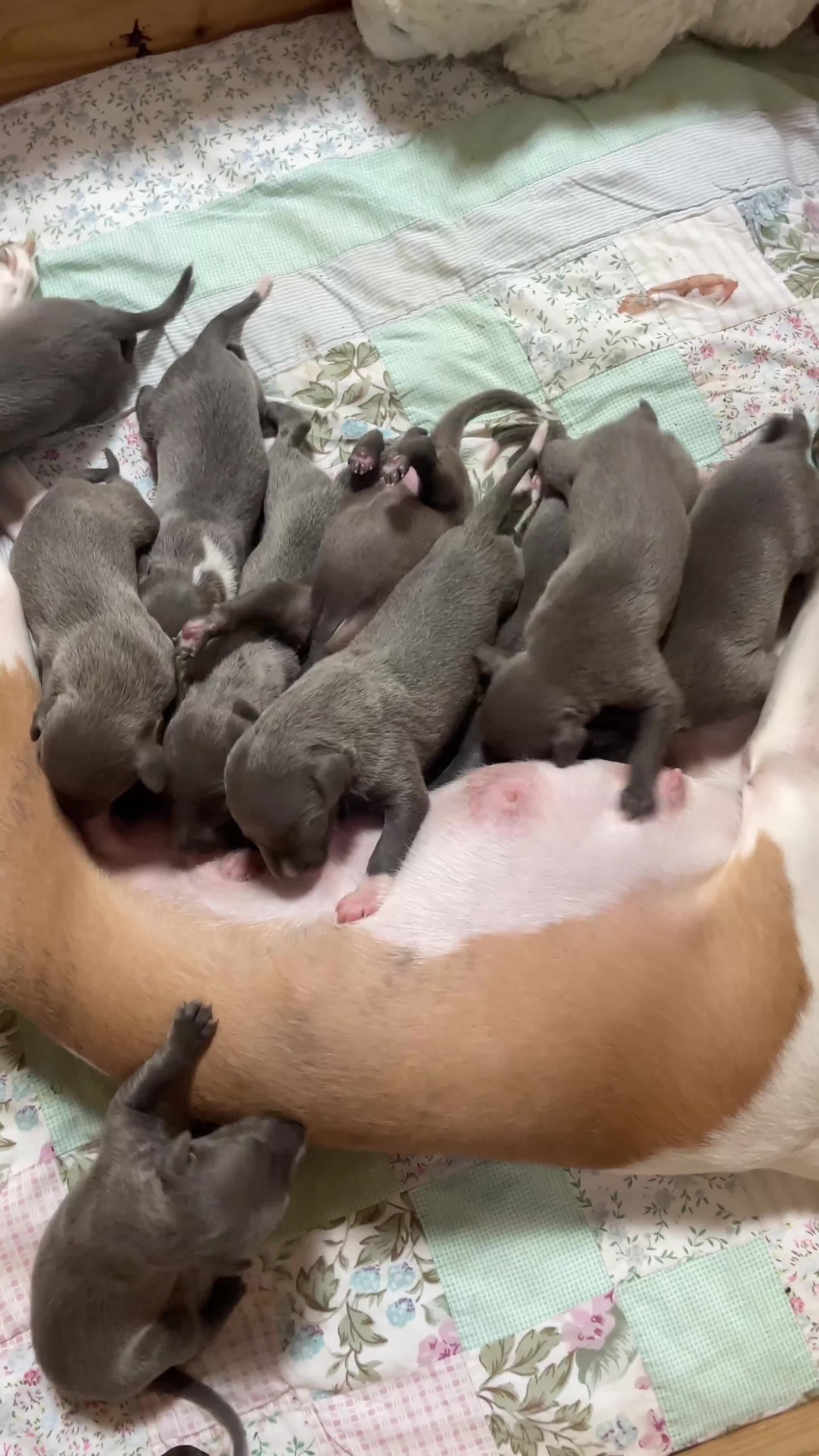 Whippet dogs for sale: KC REGISTERED BLUE WHIPPET PUPPIES in Gloucester - Video 2