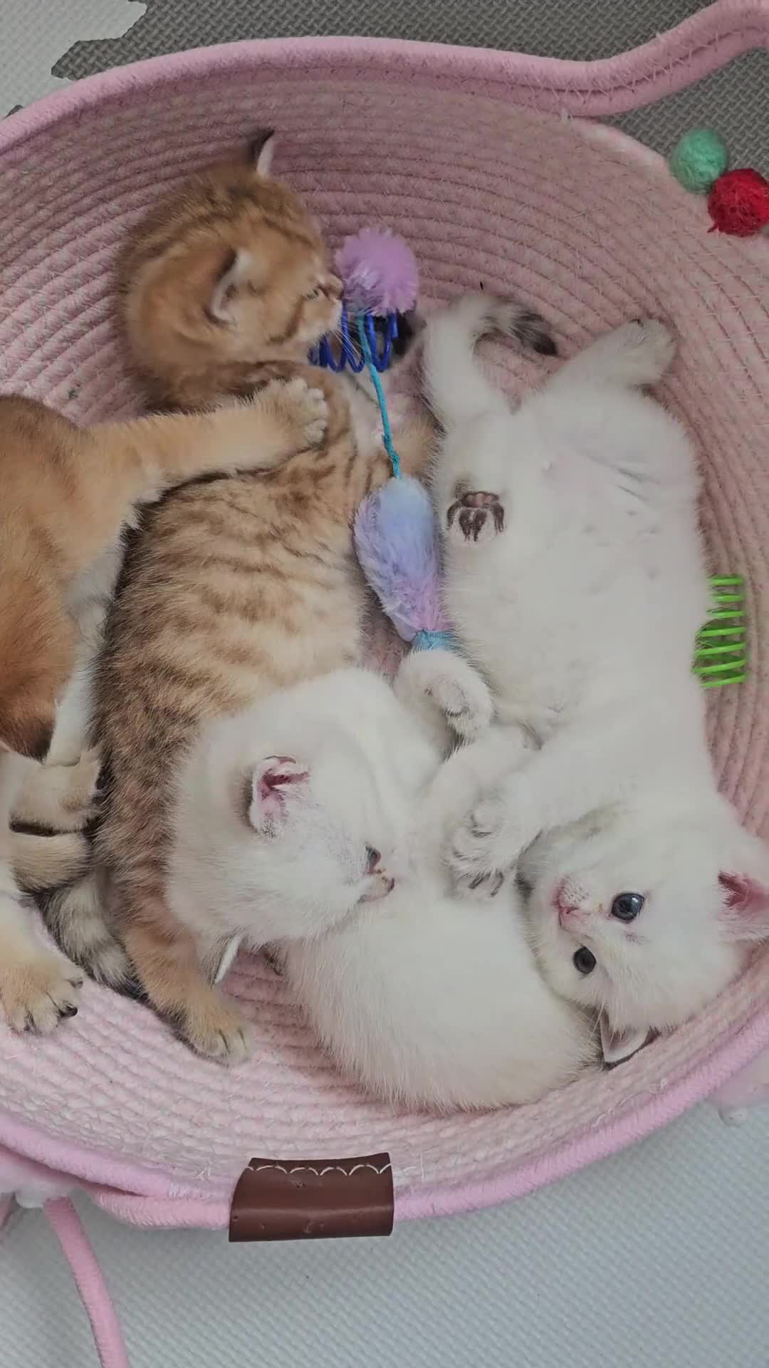 Scottish Fold cats for sale: Tica Registered pedigree kittens  - Video 1