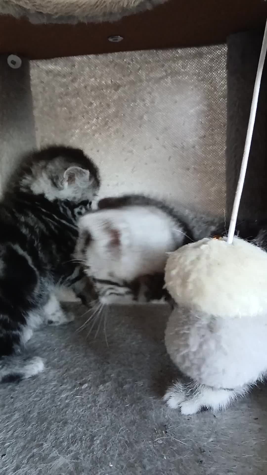 British Shorthair cats for sale: Bsh. Silver clasic tabby . - Video 3