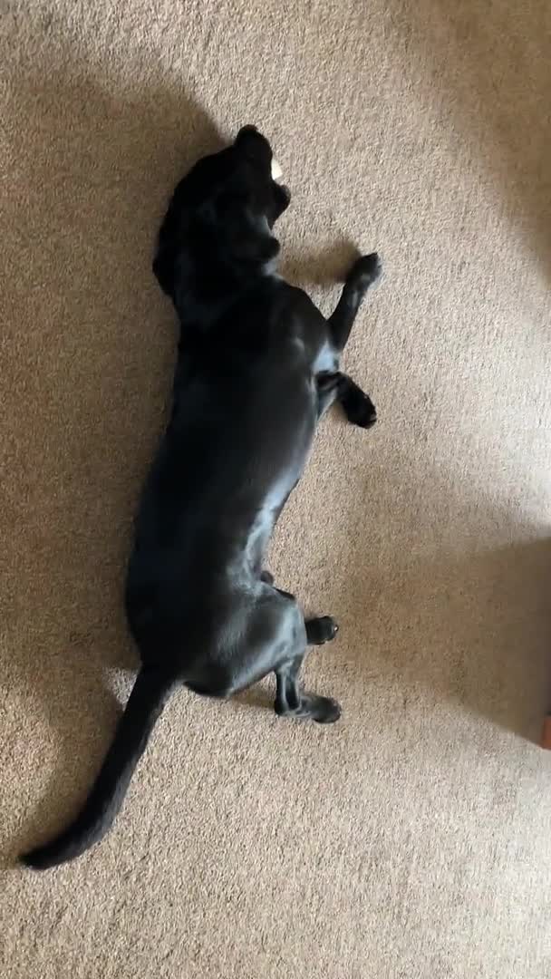 Labrador Retriever dogs for stud: Riley in Leicester - Video 1