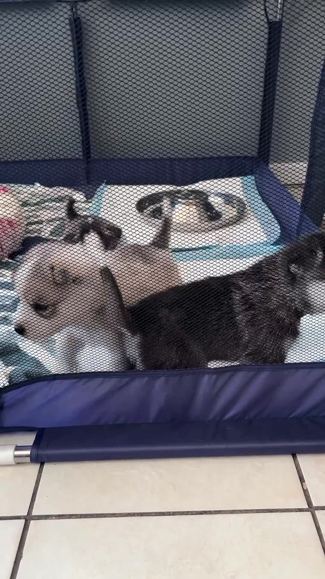 Mixed Breed dogs for sale: 5 Lovely Samsky (4 boys 1 girl) - Video 1