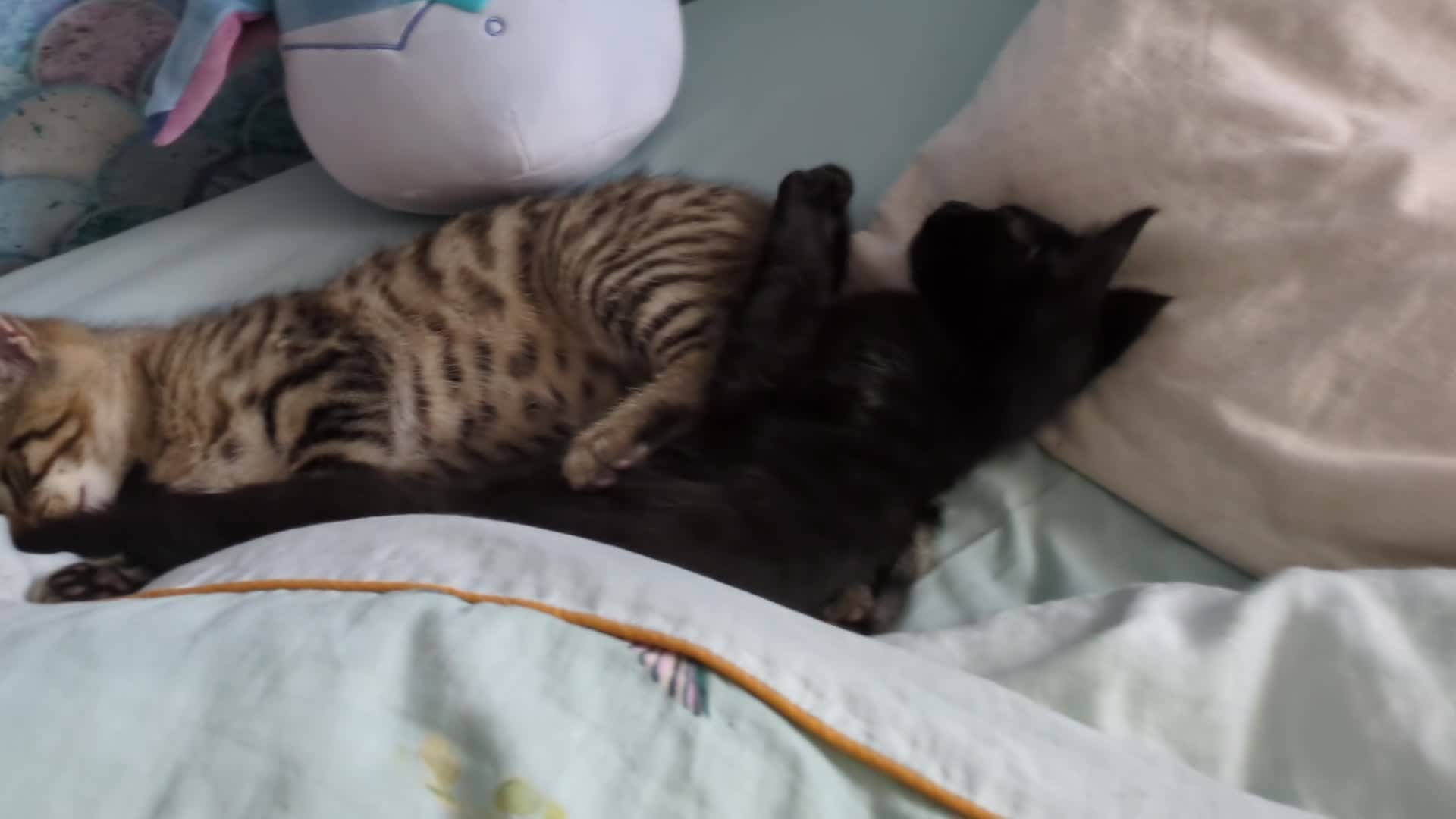 Bengal cats for sale: Friendly Adorable Bengal kittens  - Video 1