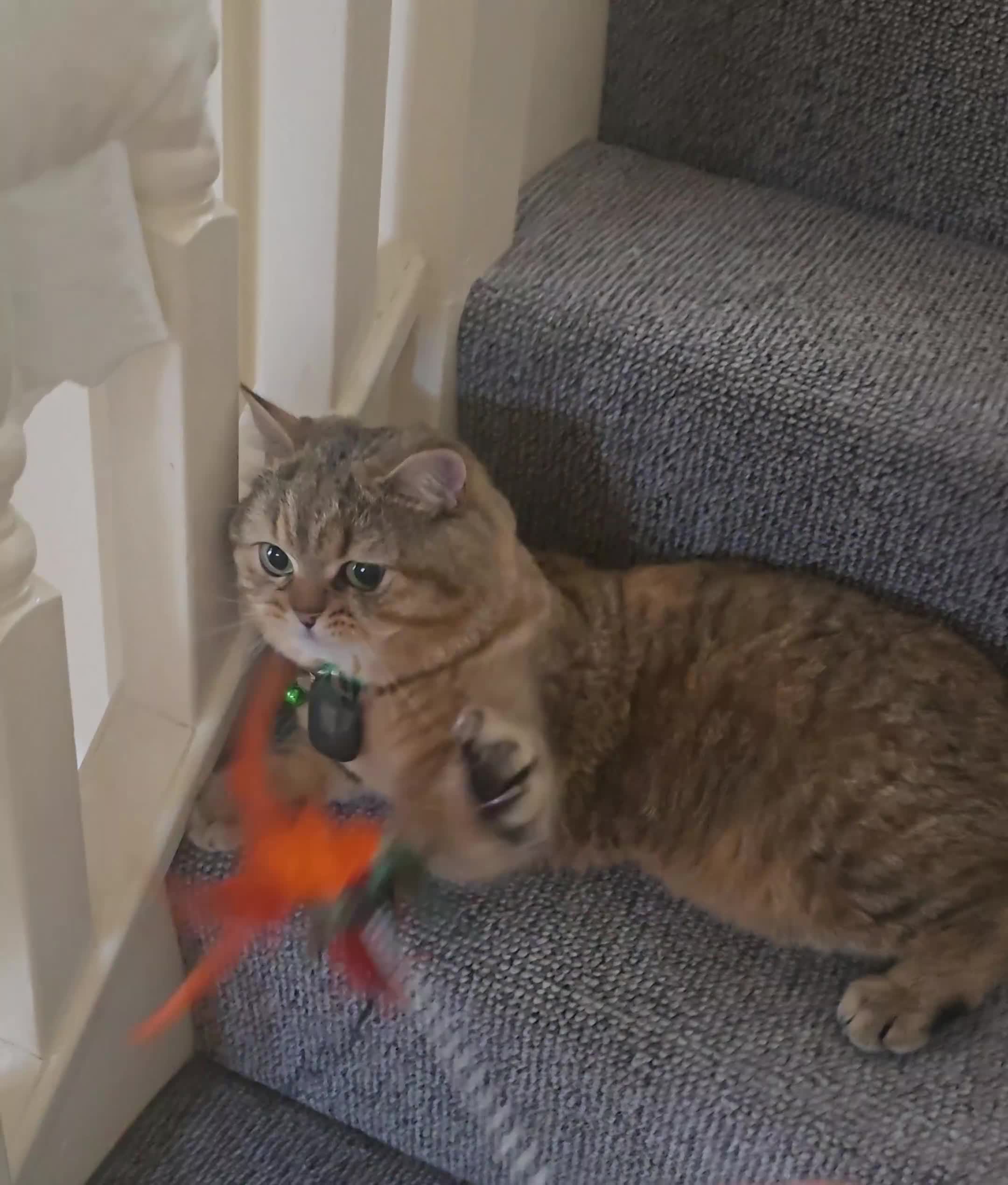 British Shorthair cats for stud: British Black Golden Shaded - Video 1
