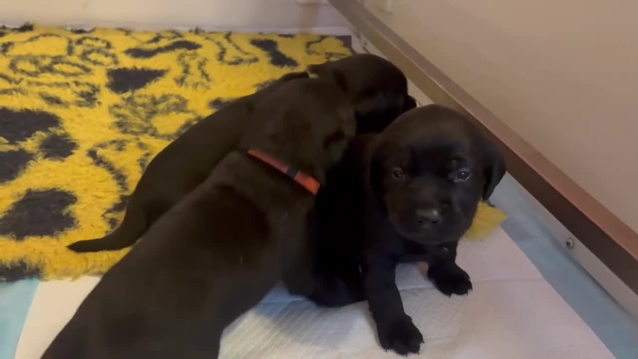 Labrador Retriever dogs for sale: KC REGISTERED WORKING LINE BLACK LABRADOR PUPPIES  - Video 1
