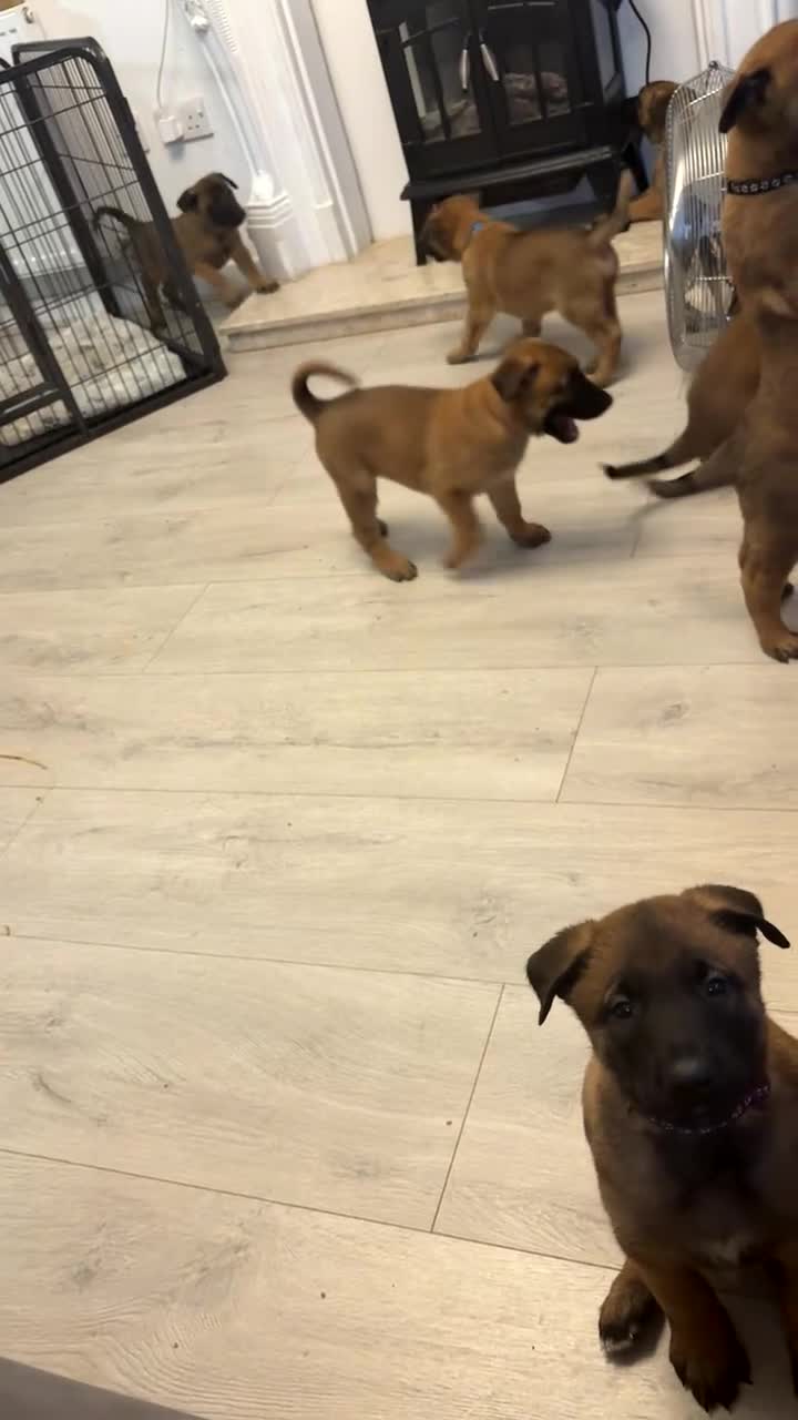 Belgian Shepherd Dog dogs for sale: DWKC Registered Belgian Malinois litter  - Video 1