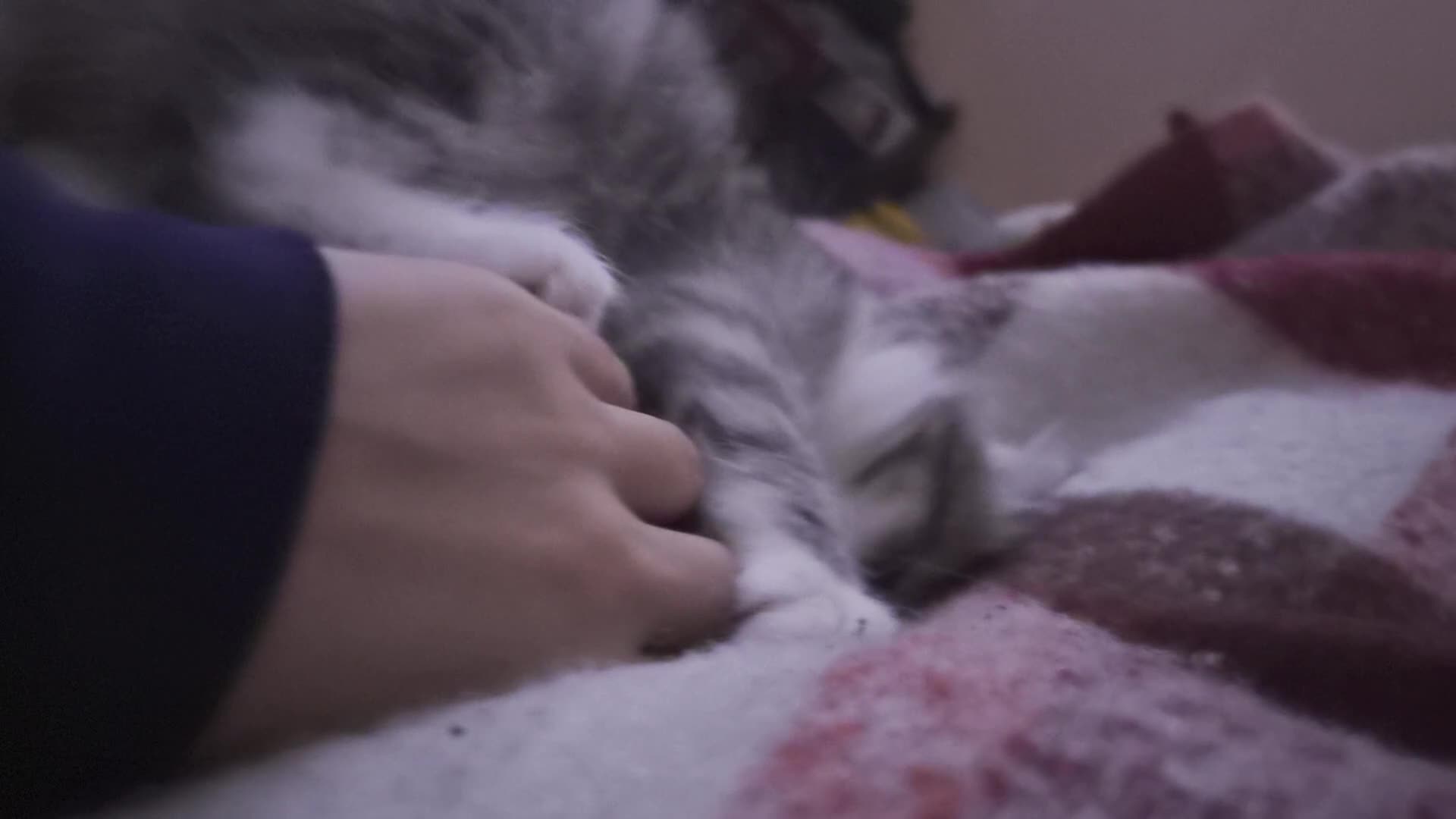 Mixed Breed cats for sale: Main Coon Mix - Video 2