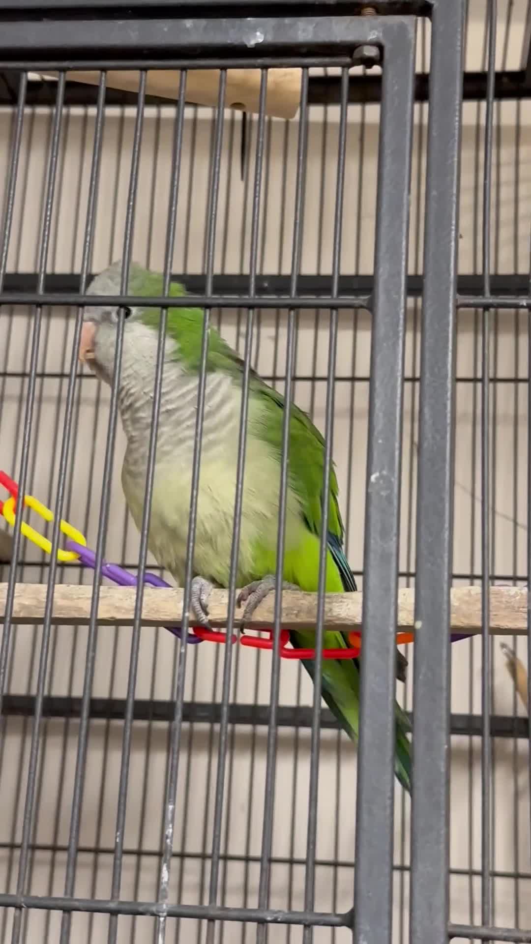 Ringnecks birds for sale:  for sale beautiful pair  - Video 5