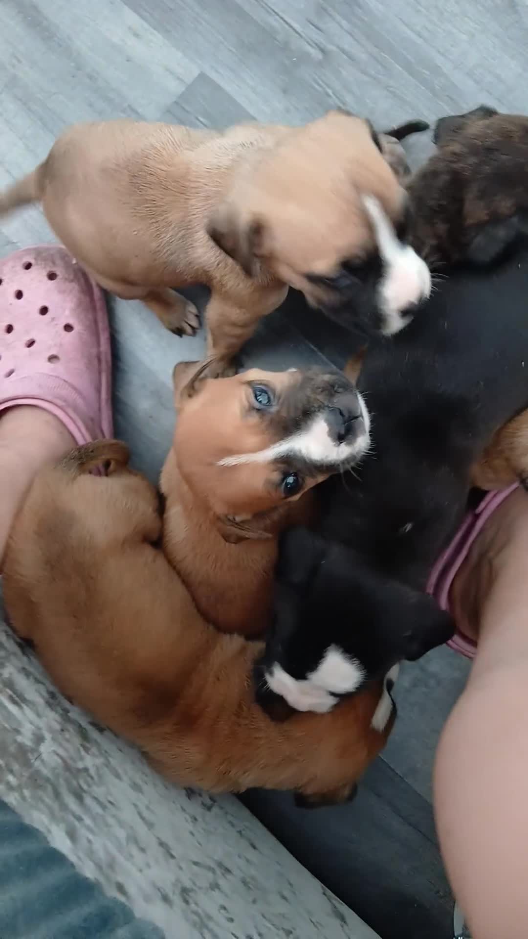 Mixed Breed dogs for sale: Beautiful mastiff cross pups - Video 2