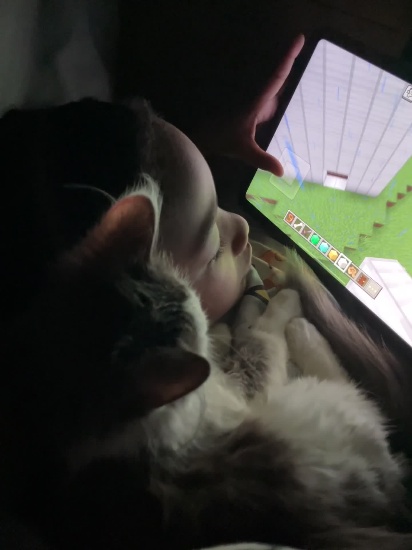 Mixed Breed cats for sale: Free Grey and white kitten - Video 1