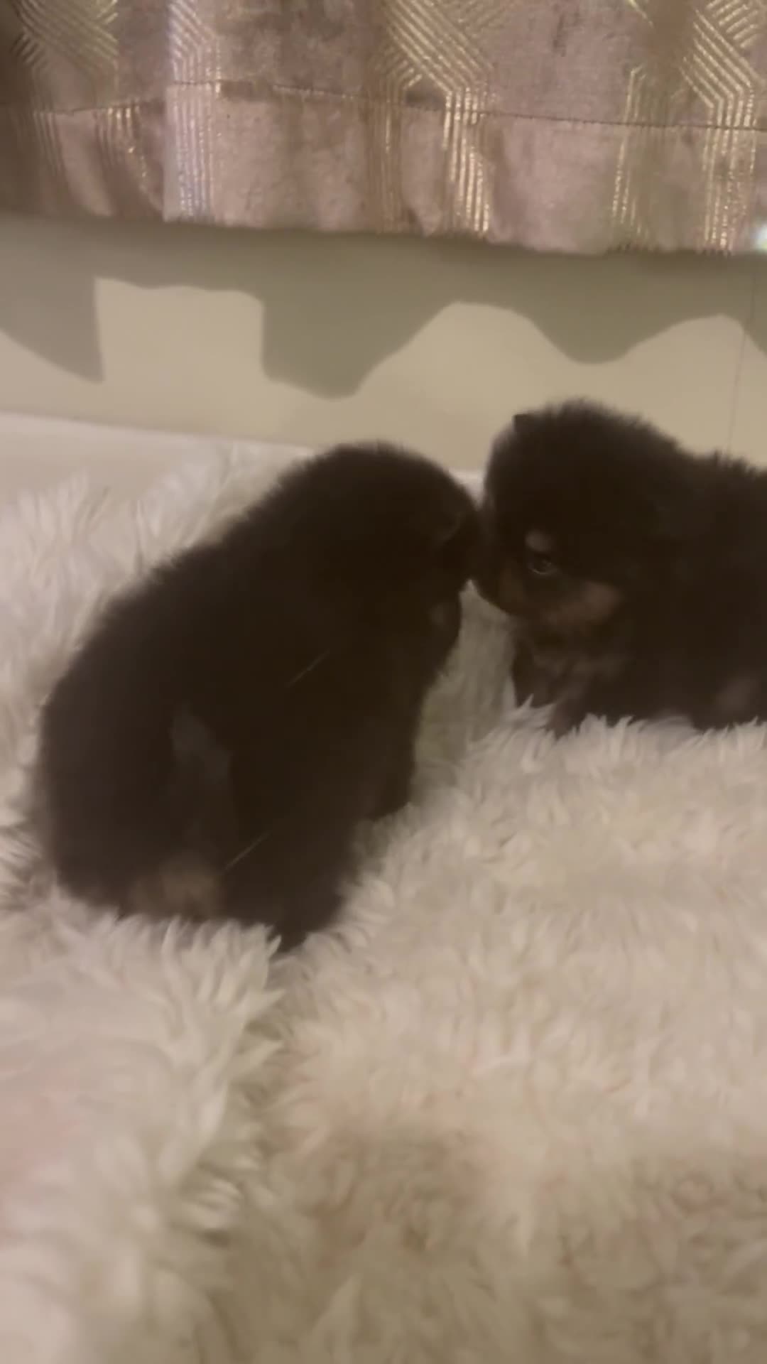 Pomeranian dogs for sale: Black & Tan balls of fluff  - Video 1