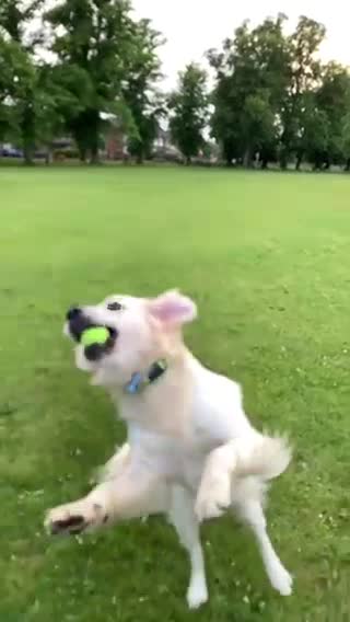 Golden Retriever dogs for stud: Champion line KC Registered Golden Retriever Stud in Harlow - Video 2