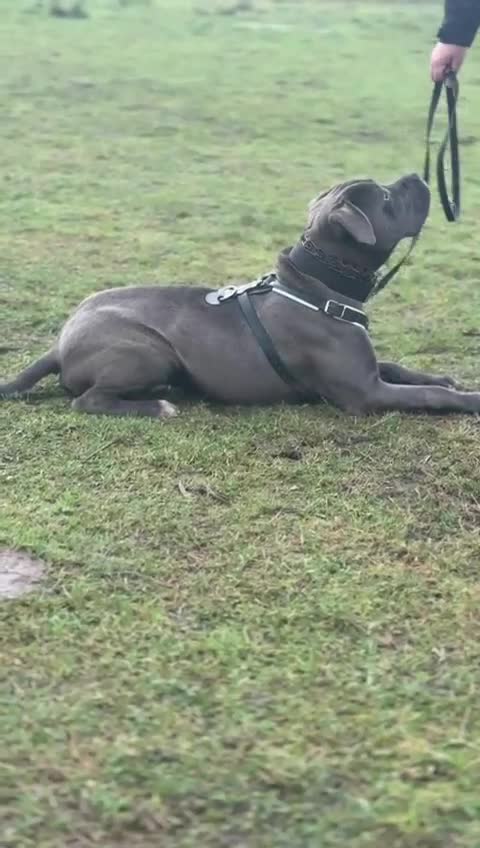 Cane Corso dogs for sale: ICCF Registered Cane Corso in Oldham - Video 3