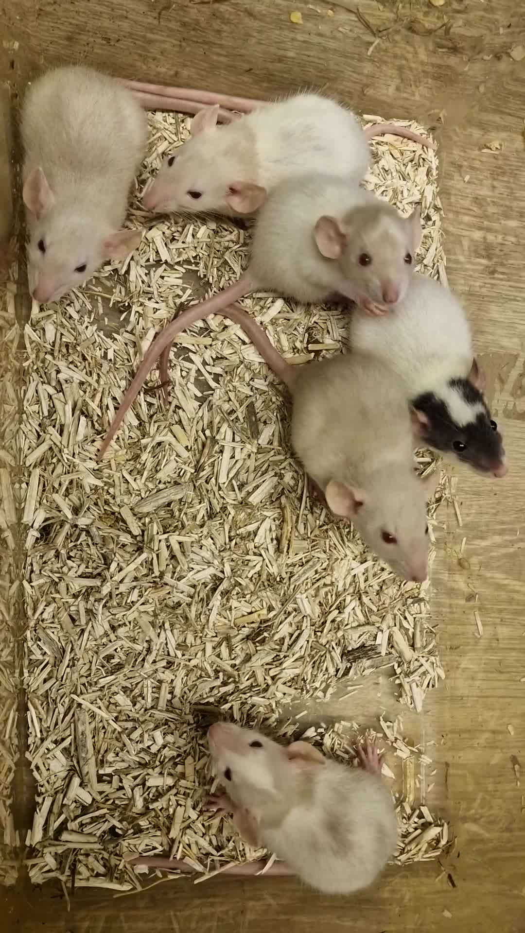 Rat rodents for sale: Gorgeous baby rats dwarf and full size Sheffield - Video 2