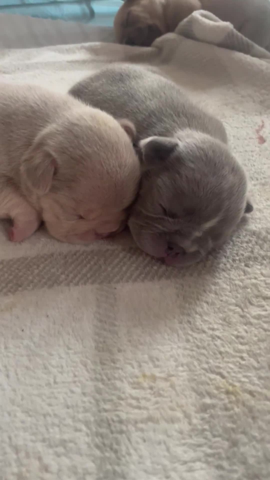 French Bulldog dogs for sale: French bulldog puppies  - Video 3