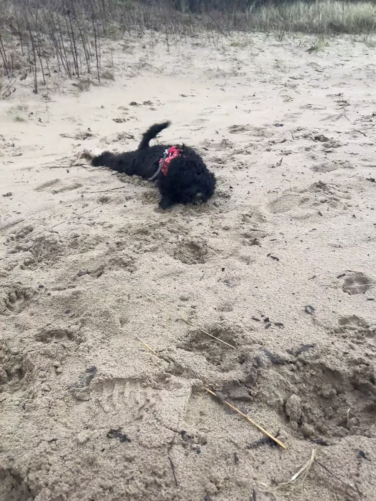 Cockapoo dogs for stud: Male Cockapoo - Video 1