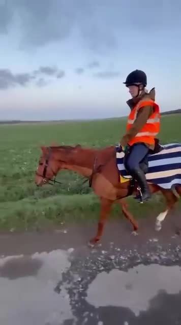 Irish Thoroughbred horses for sale: Bless The Moon  - Video 3