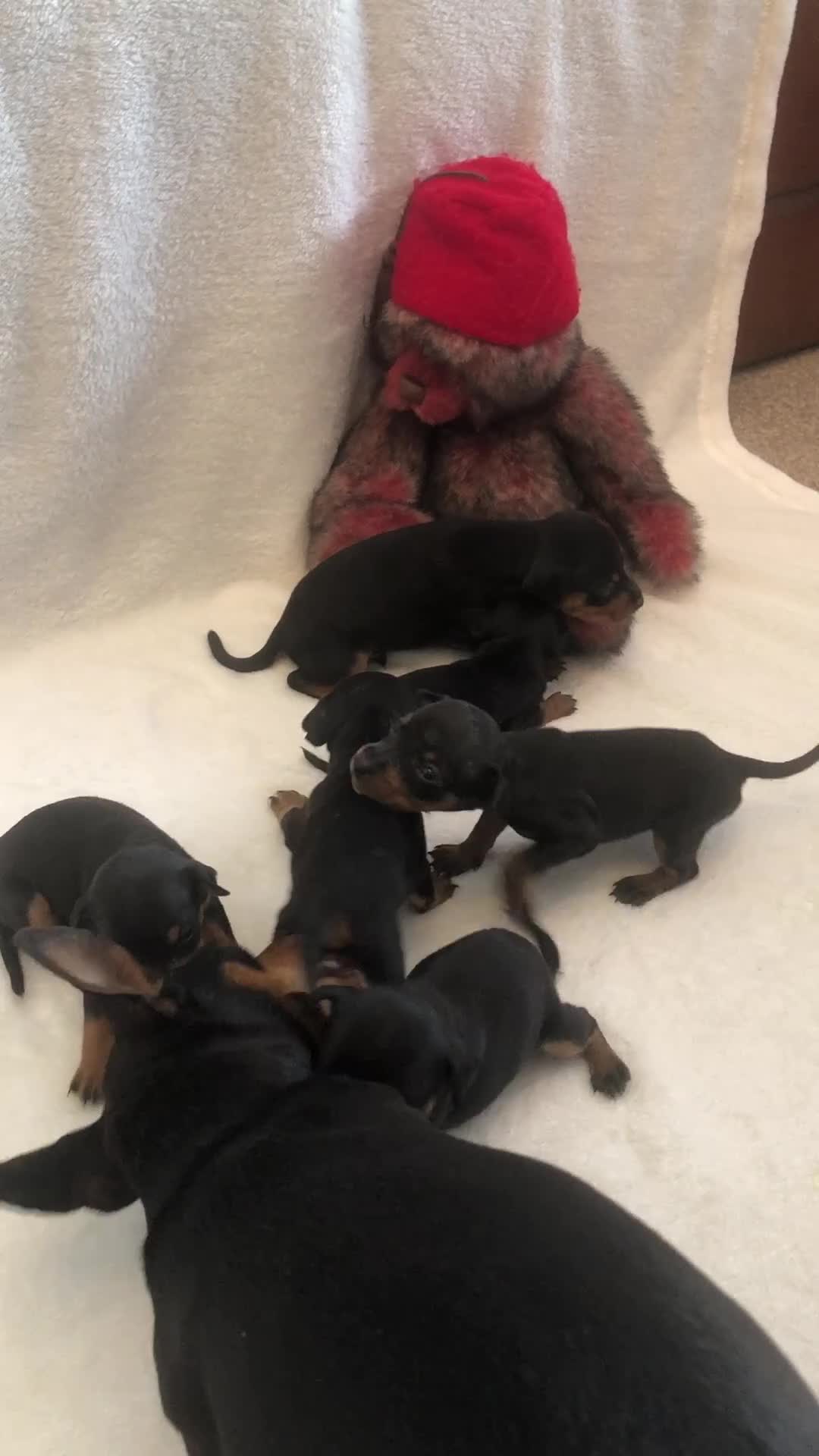 Miniature Pinscher dogs for sale: Kc miniature pinschers 2 boys 4 girls in Darlington - Video 1
