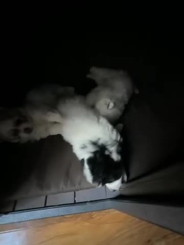 Bichon Frise dogs for sale: Puppies for sell  - Video 1