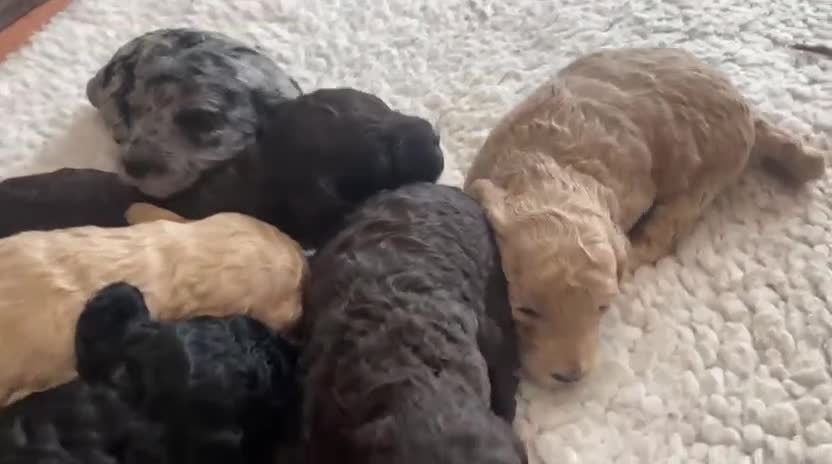 Cockapoo dogs for sale: Cockapoo f2 gorgeous puppies  - Video 1