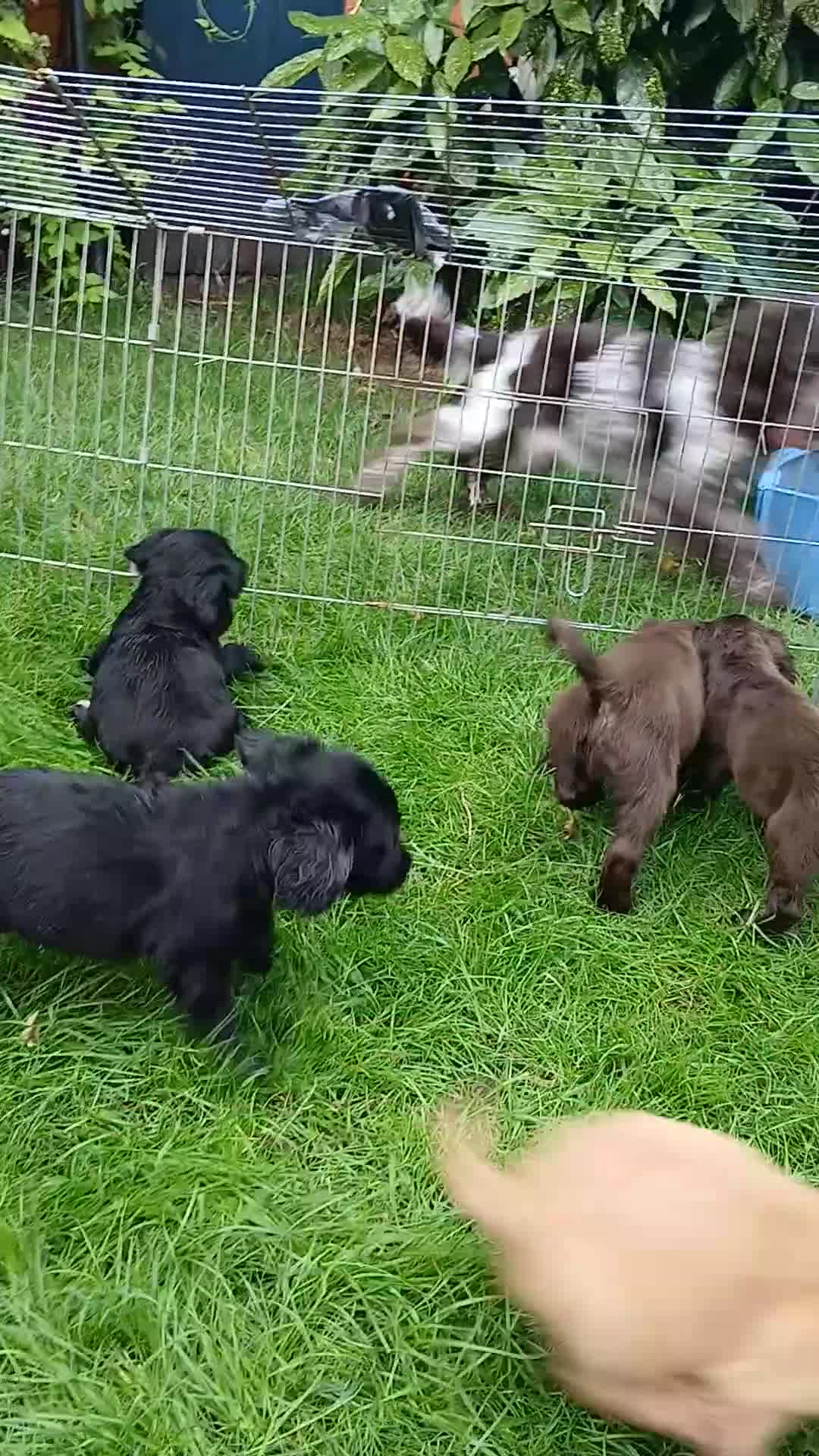 Cocker Spaniel dogs for sale:  Cocker spaniel puppies  - Video 1