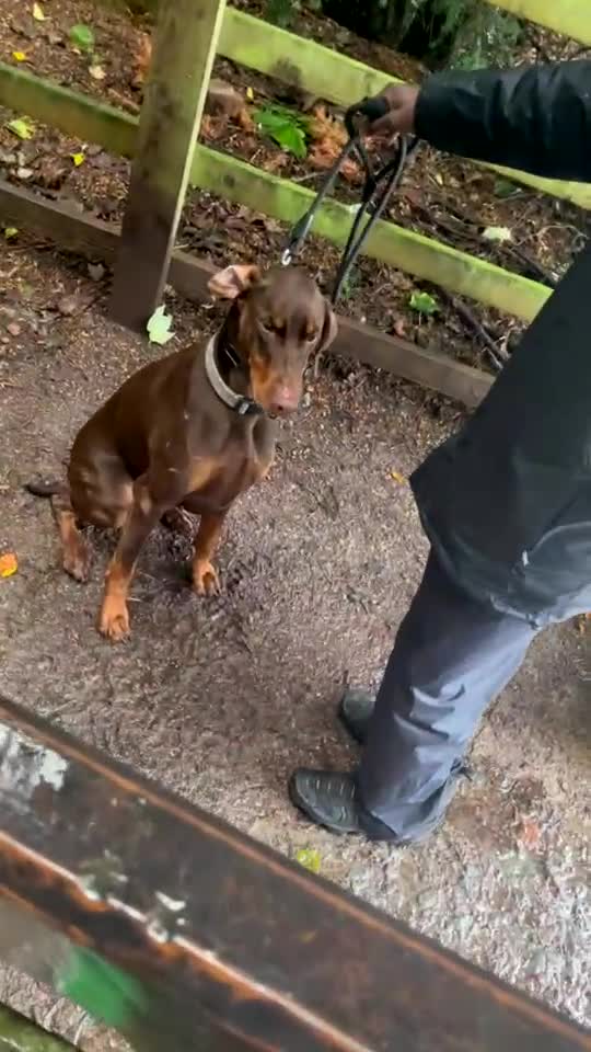 Dobermann dogs for sale: Fully trained Champion dobermann 🥇  - Video 3