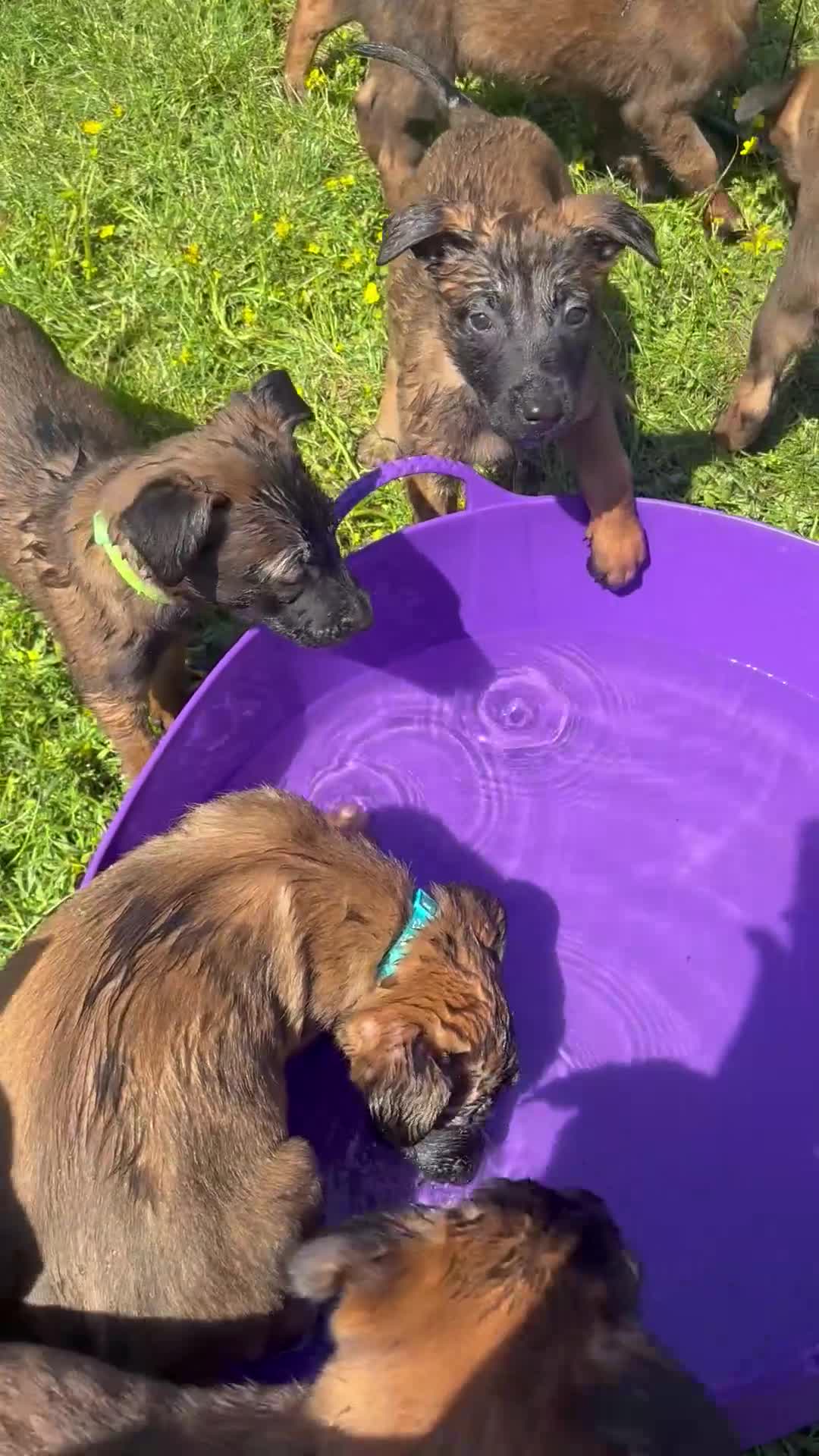 Belgian Shepherd Dog dogs for sale: **READY NOW** Belgian Mallinois Pups - Video 1