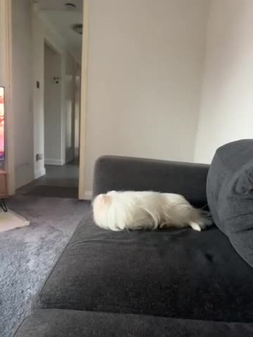 Pomeranian dogs for sale: Adorable white his name Biscuit  - Video 1