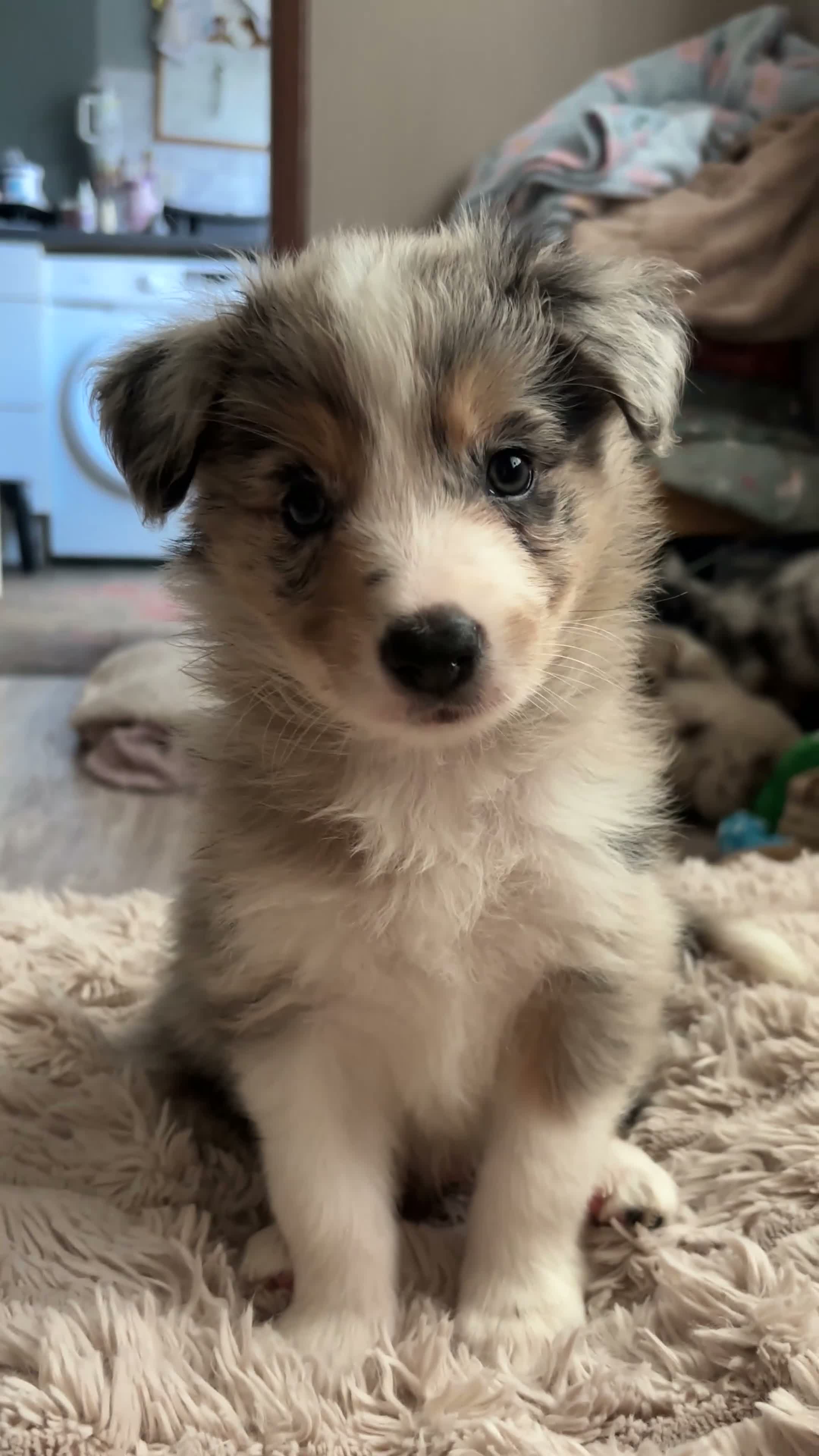 Border Collie dogs for sale: Beautiful litter of 7 Border Collies  - Video 3