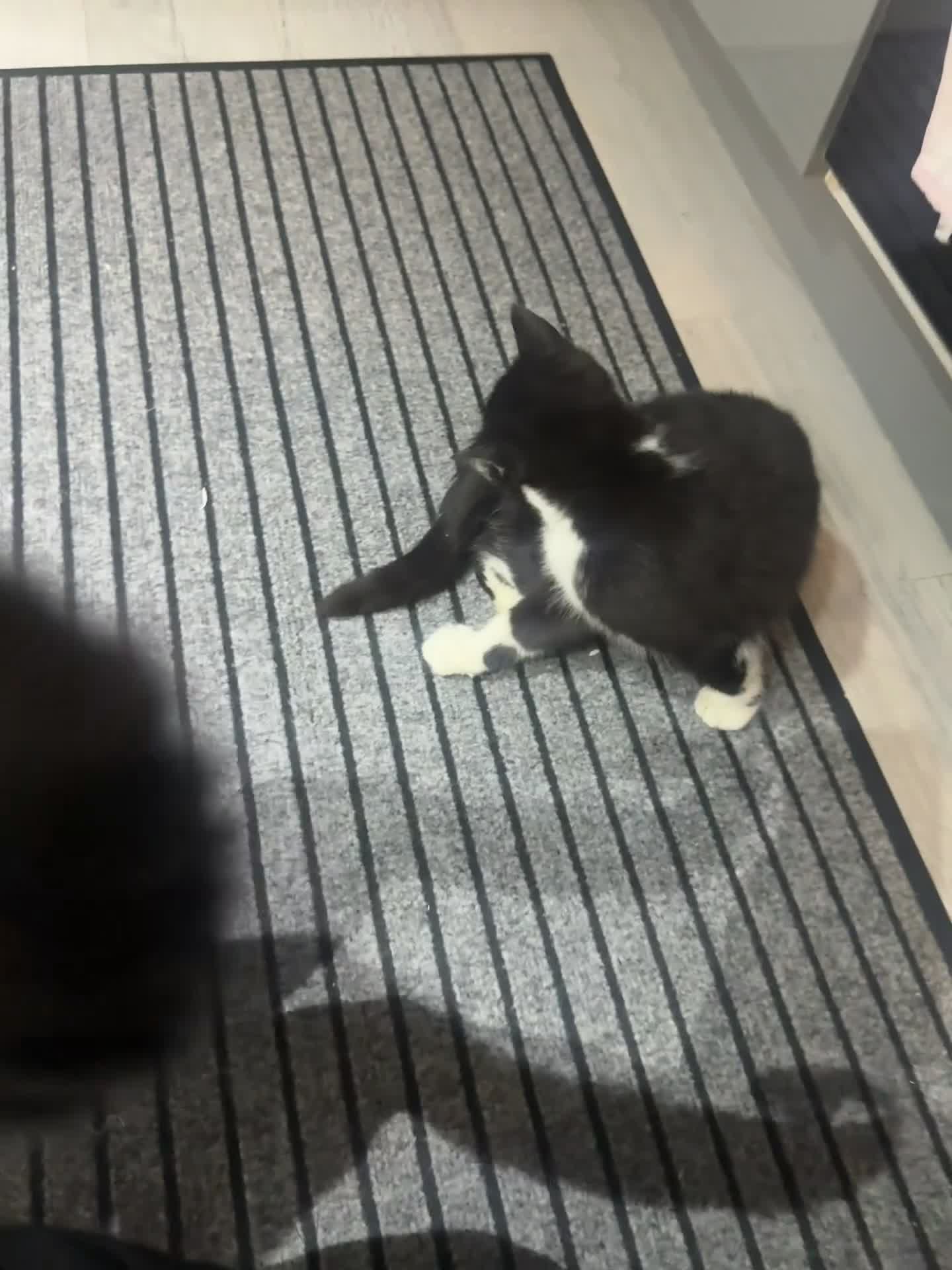 Mixed Breed cats for sale: 6 month old kittens for adoption  - Video 1