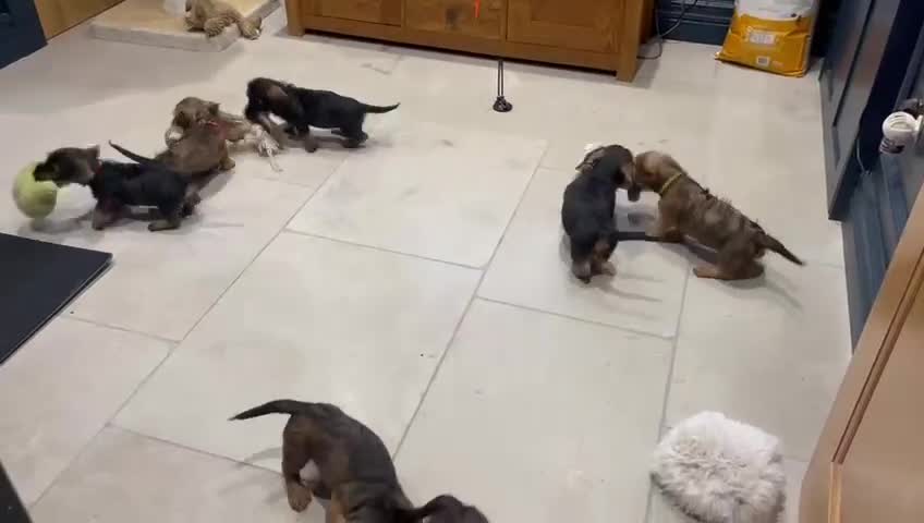 Dachshund dogs for sale: Standard Wire hair Pups available!! - Video 3
