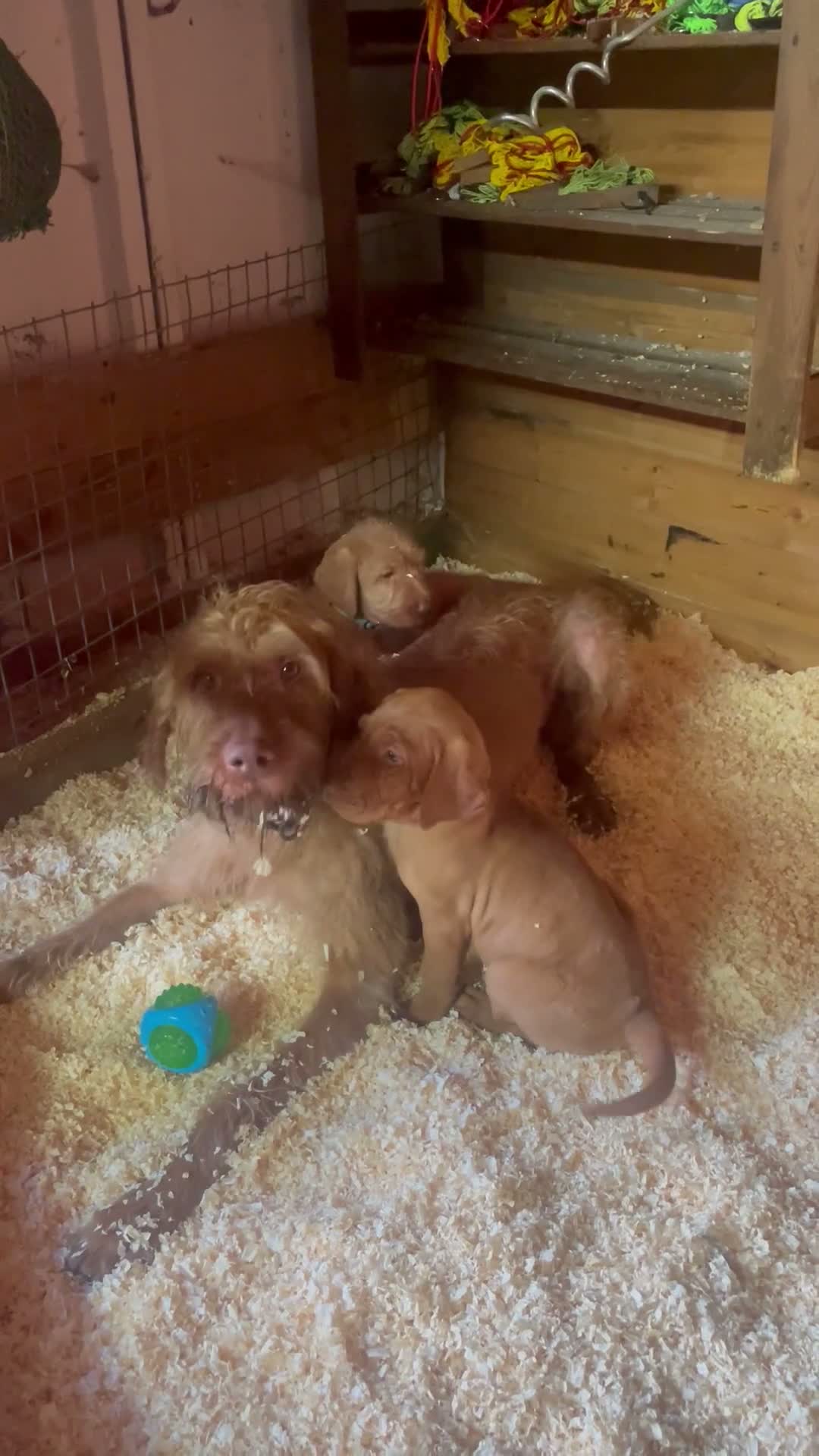 Hungarian Vizsla dogs for sale: 🐶 Beautiful Wired Haired Hungarian Visla Puppies in Saint Helens - Video 2