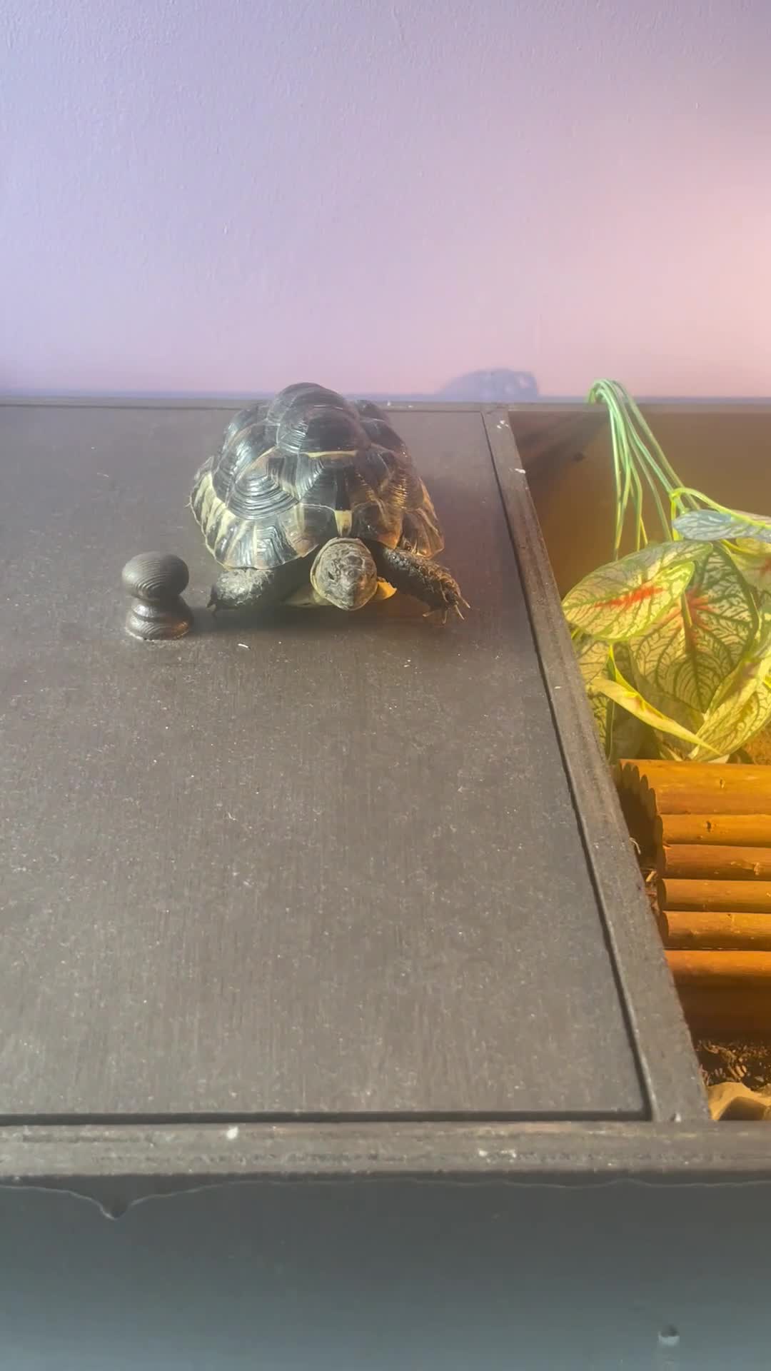 Tortoise reptiles for sale: greek tortoise with house + accessories - Video 1