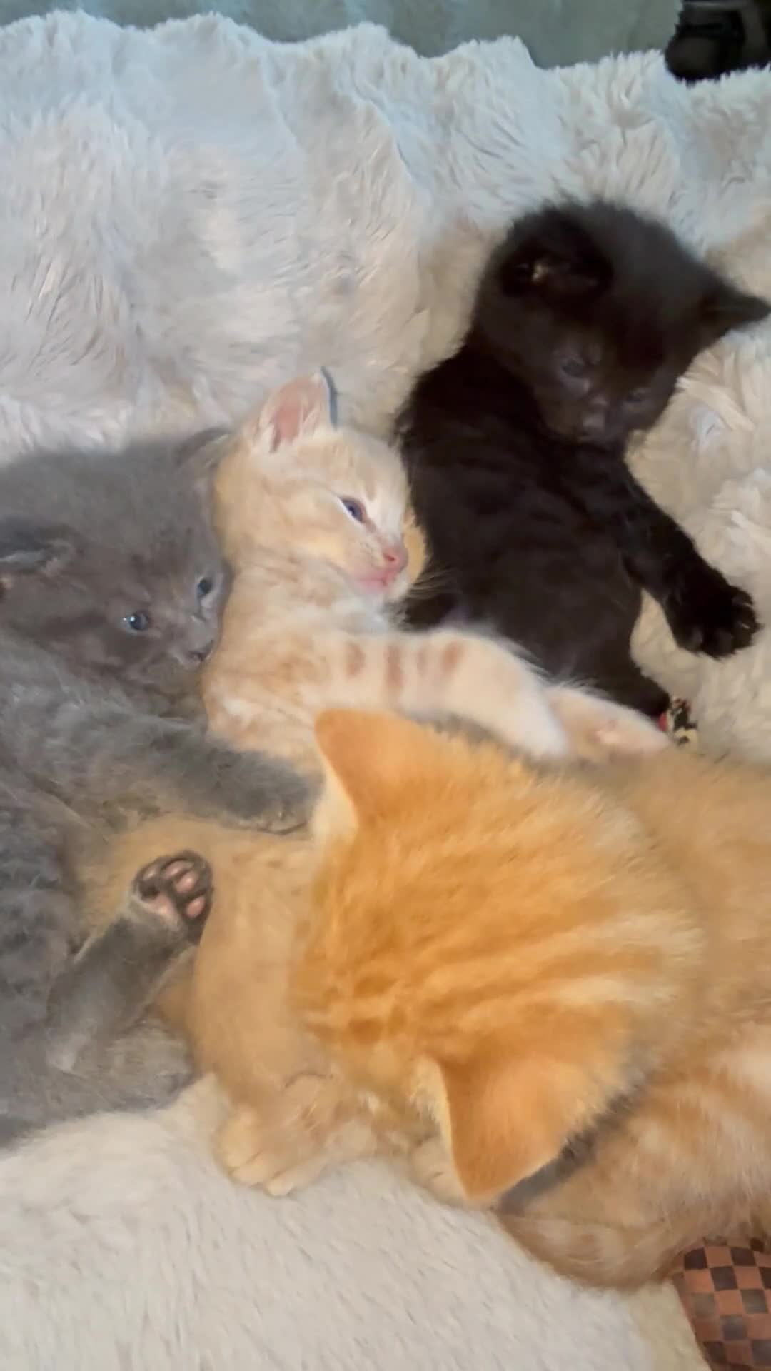 Mixed Breed cats for sale: Mix breed kittens  - Video 1
