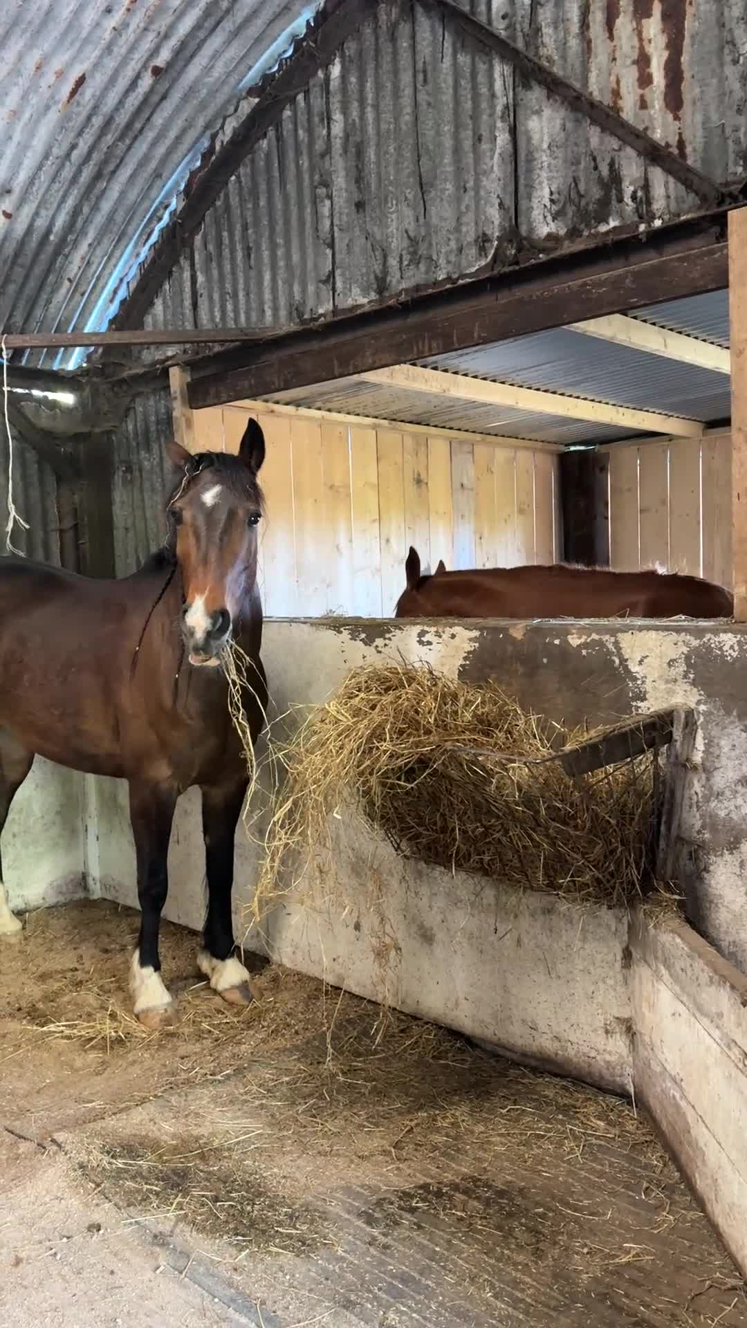 American Standardbred horses for sale: Dallas 14.2hh American Standardbred Gelding 9yo - Video 4