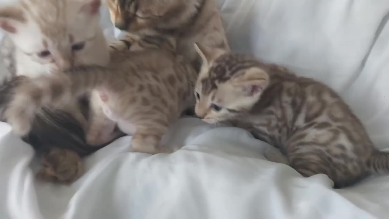 Bengal cats for sale: Pedigree Snow Bengal Kittens  - Video 5