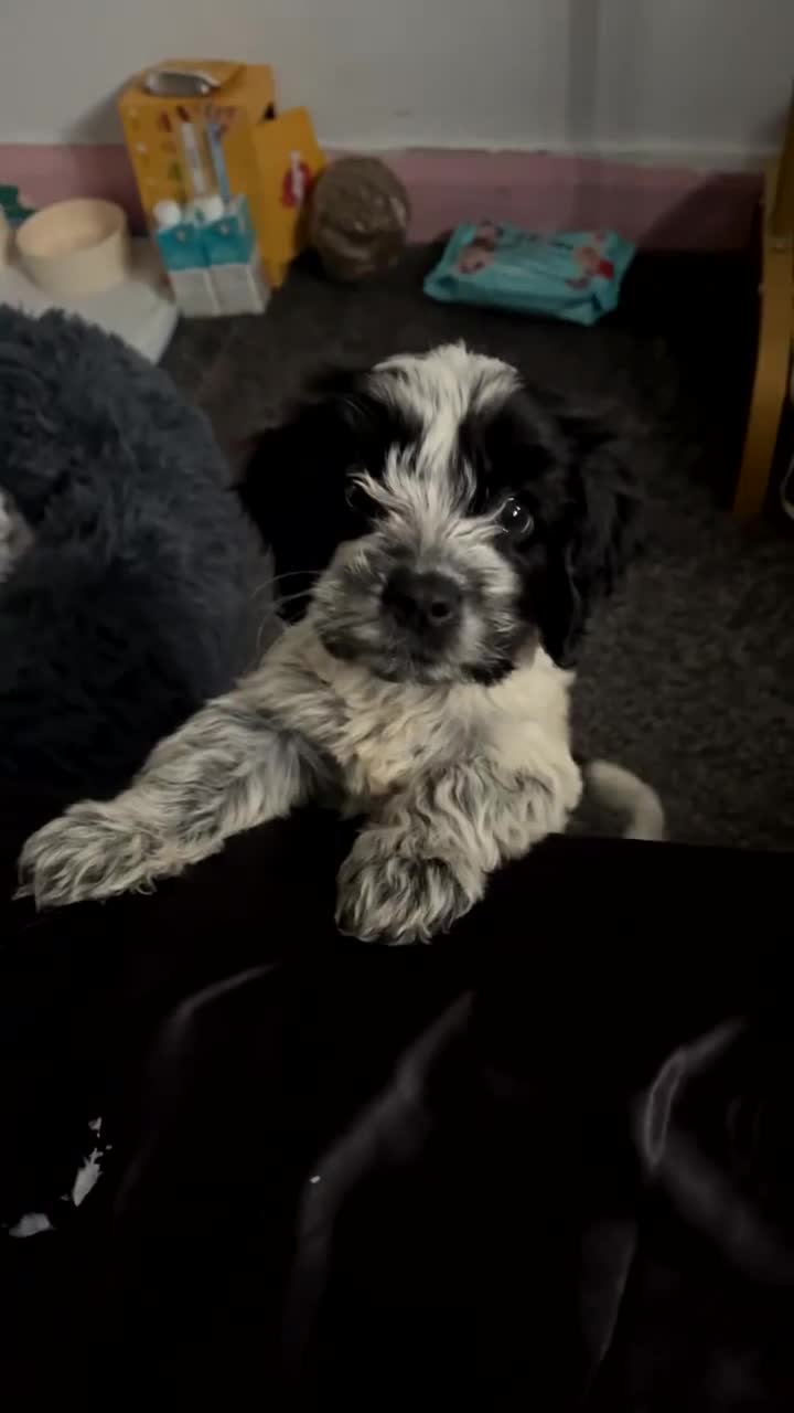 Cockapoo dogs for sale: One boy cockapoo for sale  in Huddersfield - Video 1