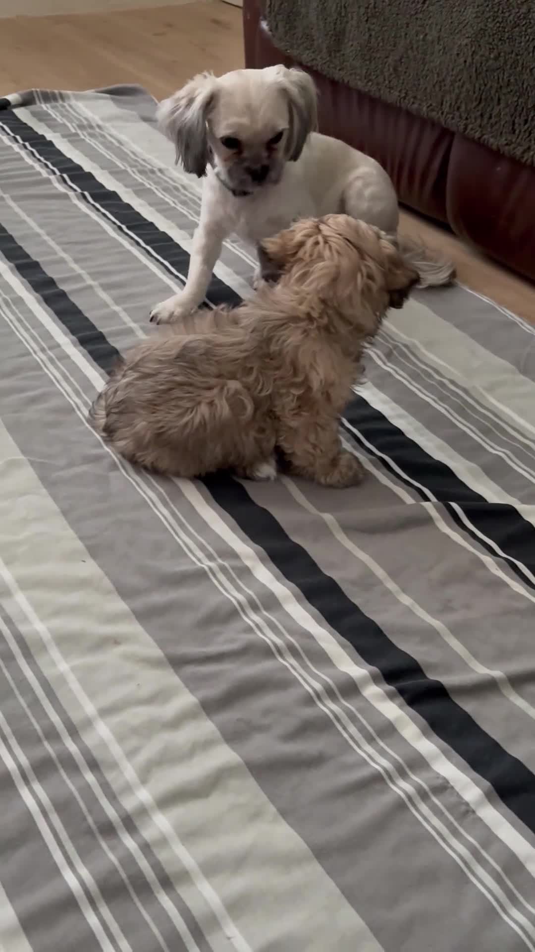 Shih Tzu dogs for sale: ShihTzu Puppy - Video 2