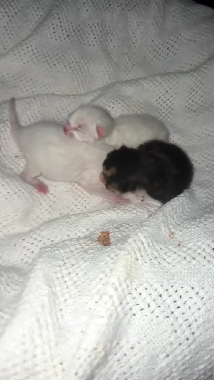 Mixed Breed cats for sale: 2 pure white kittens  - Video 1