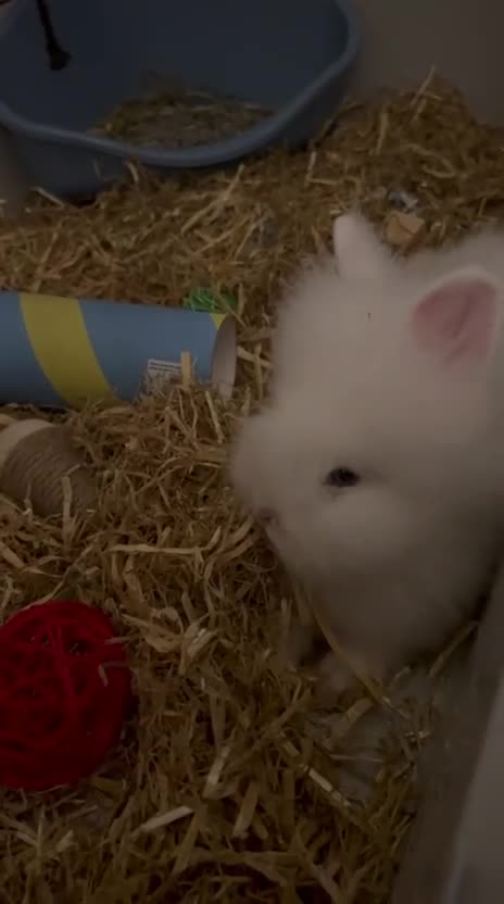 Lionhead rabbits for sale: White pure lion head with blue eyes come with cage - Video 1
