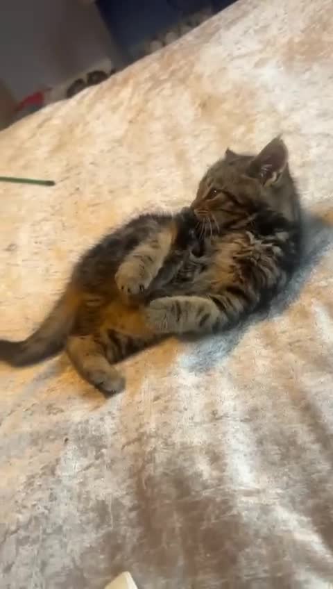 Mixed Breed cats for sale: Adorable Female kitten Siamese x - Video 2