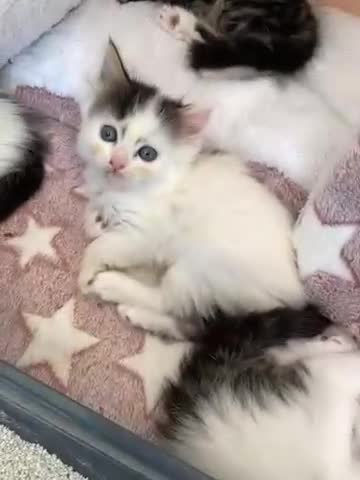 Mixed Breed cats for sale: Lil fluffies  - Video 2