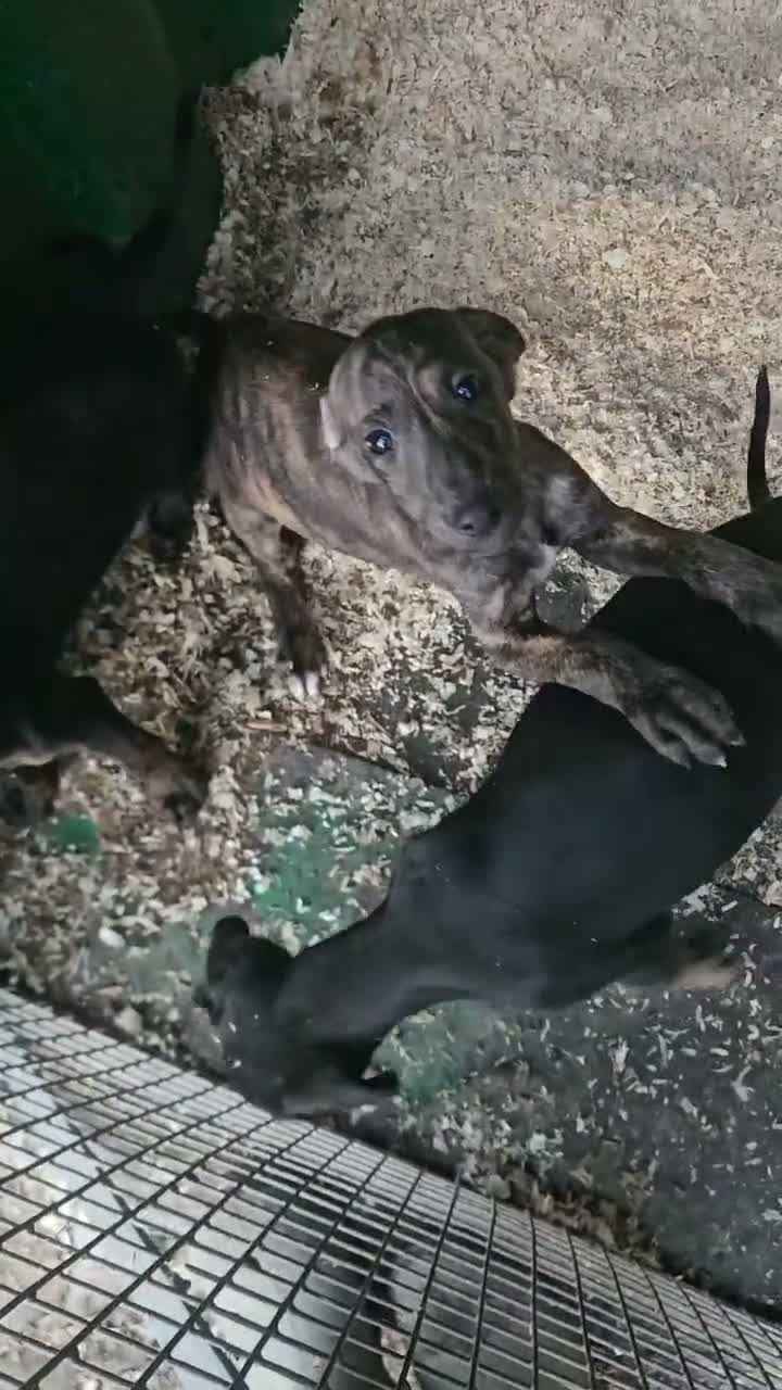 Lurcher dogs for sale: Lurcher Pups Ready To Leave Now - Video 2