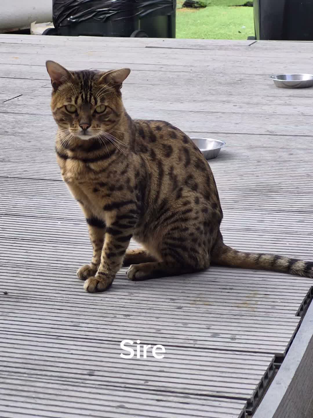 Savannah cats for sale: Savannah cross Bengal  in Poole - Video 1