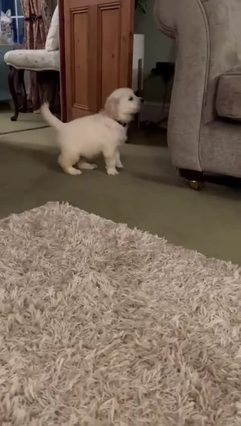 Golden Retriever dogs for sale: Chunky, cream pups - Video 3