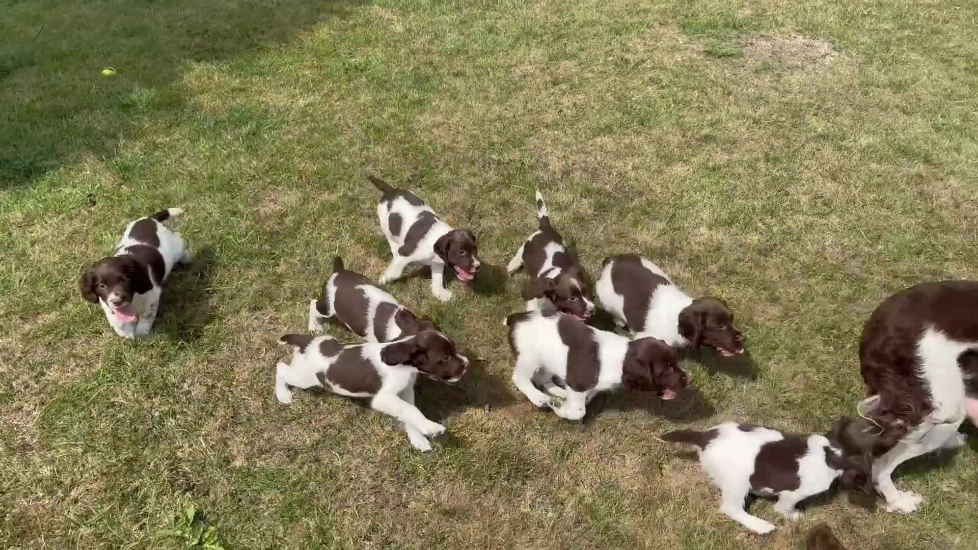 English Springer Spaniel dogs for sale: Lovely Well Bred KC English Springer Spaniels - Video 1