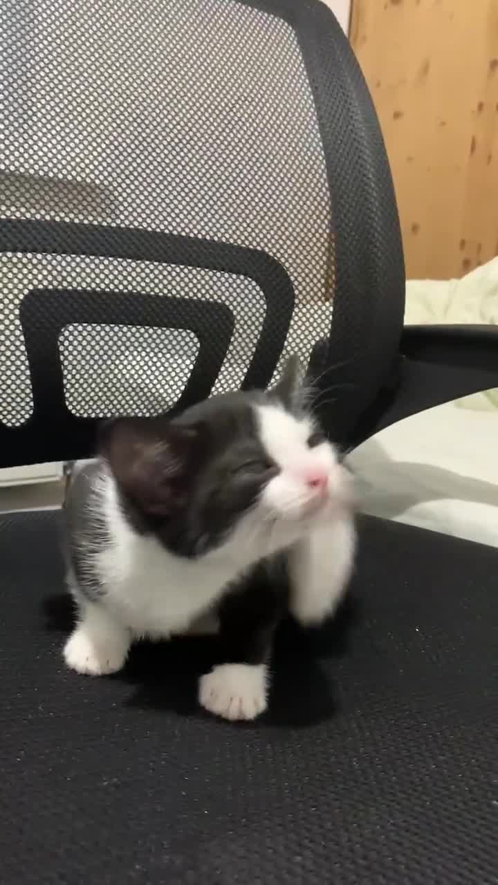 American Shorthair cats for sale: Kitten looking for a loving home - Video 2