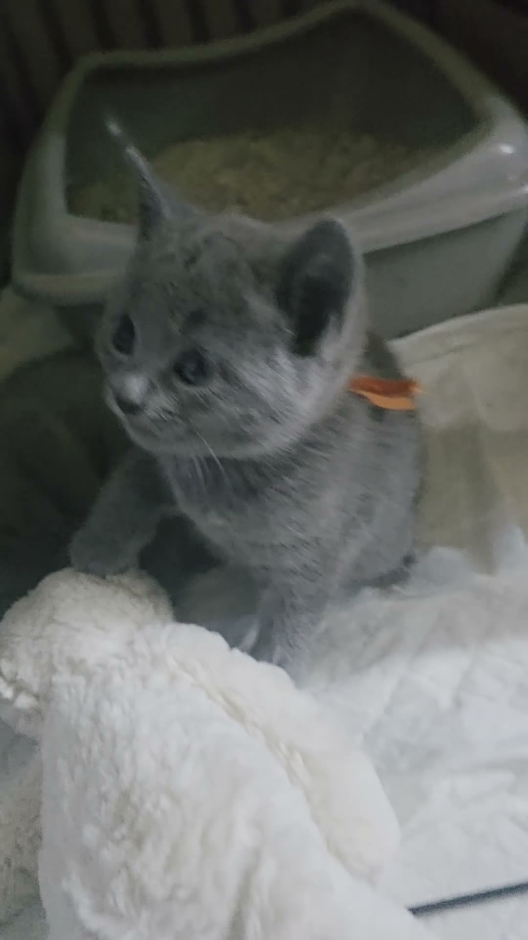 Russian Blue cats for sale: 🐾 All Kittens Reserved 🐾 - Video 3